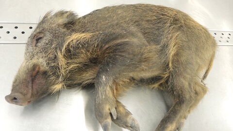 Ein totes Wildschwein liegt auf einem Untersuchungstisch