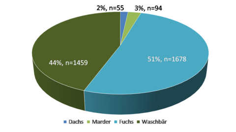 Ein Kreisdiagram zeigt die Tierartenverteilung Staupe Untersuchungen 2014-2022. Mit 51 Prozent sind Fuchs, mit 44 Prozent Waschbär, mit 3 Prozent Marder und mit 2 Prozent Dachs betroffen.