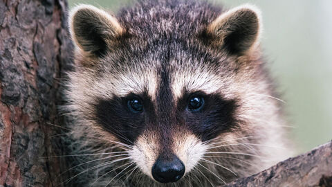 Ein Waschbär hangelt in einer Astgabel am Baum