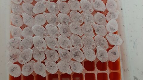 Blutproben in typischer Verpackung