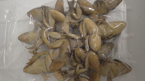 Frösche in Formalin fixiert in einem Kunststoffbeutel verpackt