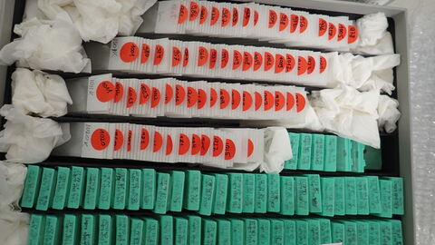 Einzeln verpackte Gewebeblöcke