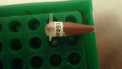 Mausblut in einem Eppendorfröhrchen