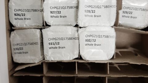 Wholebrain Gewebeproben in einer Kartonverpackung