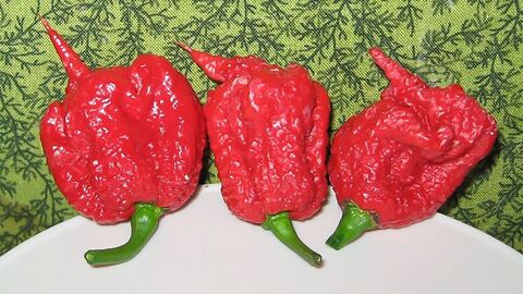Früchte von California Reaper drei rote Früchte von California Reaper