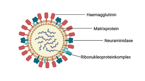 Schematische Darstellung eines Influenzavirus-Partikels. Mehr Infos untervetabt@lhl.hessen.de