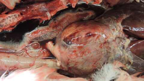 Leibeshöhle eines an H5N8 verendeten Schwans. Hochgradiges Lungenödem mit Erguss, Entzündungen und Verklebungen in der Körperhöhle sowie multiple Einblutungen im Herzmuskel.