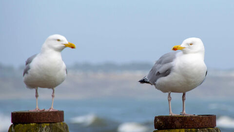 Zwei Möwen sitzen jeweils auf einem Holzpoller