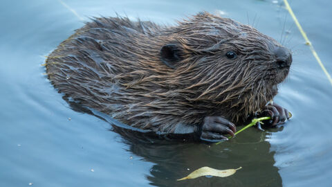 Ein Biber im Wasser