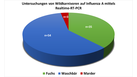 Abb. 6: Untersuchungen von Wildkarnivoren auf Influenza A-Virus mittels Realtime-RT-PCR am LHL im Jahr 2023. Mehr Infos untervetabt@lhl.hessen.de