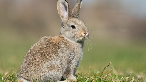 Die RHD (Rabbit Haemorrhagic Disease) Ein Kaninchen auf einer Wiese
