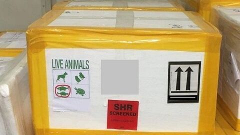 Eine Transportkiste für Koi Fische