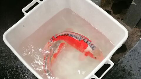 Ein Koi in einer weißen Kunststoffschale