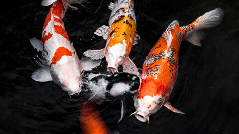 Koi Fische in einem Teich