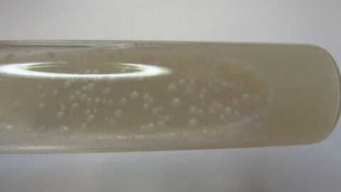 Spezialkultur von Mycobacterium smegmatis, isoliert aus einer Viertelgemelksprobe eines Rindes