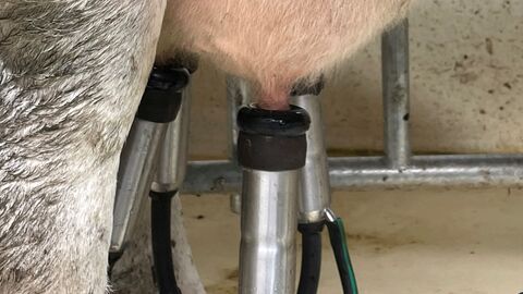 Bildausschnitt eines Euters, der an einer Melkanlage hängt