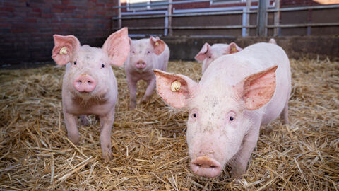 Mehrere Schweine in einem Offenstall schauen in die Kamera