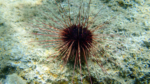 Hutnadel-Seeigel Centrostephanus longispinus Hutnadel-Seeigel Centrostephanus longispinus
