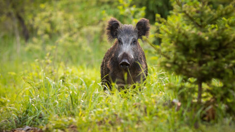 Ein Wildschwein steht auf einer Lichtung und schaut aufmerksam