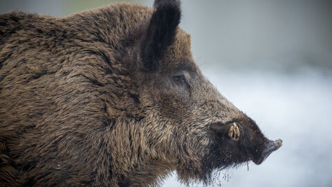 Ein Wildschwein im Winter. Das Bild zeigt nur den Oberkörper und Kopf.