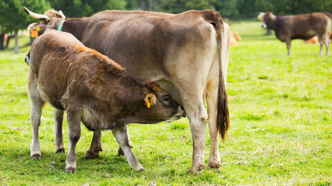 Blauzungenkrankheit Ein Kalb und eine Mutterkuh auf der Weide