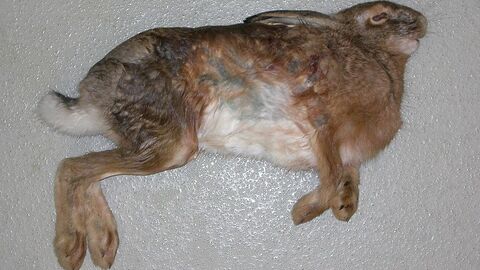 Hasenpest (Tularämie) An Tularämie verendeter Feldhase liegt auf einer Kunststoffunterlage