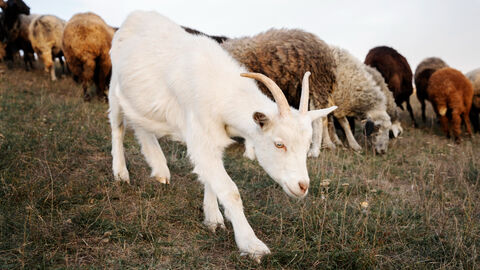 Eine Ziege und Schafe stehen auf einer Weide