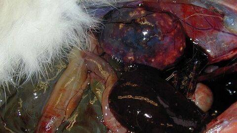 Hasenpest (Tularämie) Deutliche Milzschwellung bei eröffneter Leibeshöhle eines Feldhasen.