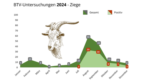 Darstellung der positiven Fälle von Blauzungen-Krankheit bei Ziegen gegenüber der genommenen Probenanzahl. Detailinformationen zu den einzelnen Werten erhalten Sie unter pressestelle@lhl.hessen.de