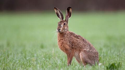 Ein Hase sitz auf einer Wiese