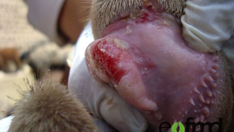 Wenige Tage alte Schleimhautschädigung an der Dentalplatte mit Fibrinauflagerungen