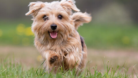 Ein kleiner Hund, ähnlich einem Yorkshire-Terrier, rennt über eine Wiese