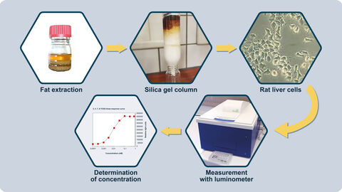 Ein in vitro Bioassay für den Nachweis von Dioxinen in Lebensmitteln und der routinemäßige Einsatz Die Grafik zeigt den methodischen Ablauf des Dioxin-Bioassays: Fett-Extraktion, Silikagel-Säule, Rattenleberzellen, Messung mit Luminometer und Bestimmung der Konzentration