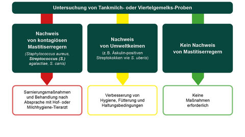 Ein Ablaufschema zur Untersuchung von Tankmilch- oder Viertelgemelks-Proben. Nachweis Mastitiserreger = Sanierungsmaßnahmen und Behandlung; Nachweis von Umweltkeimen = Verbesserung Hygiene/Fütterung/Haltung; Kein Nachweis = Keine Maßnahmen