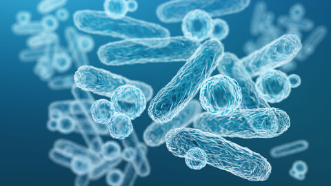 Enterobacteriaceae, gramnegative stäbchenförmige Bakterien Enterobacteriaceae, gramnegative stäbchenförmige Bakterien