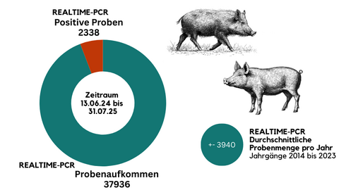 Die Grafik zeigt das Probenaufkommen von 37936 Proben im Zeitraum vom 13.6.24 bis 31.07.25. Davon waren 2338 positiv. Dazu ist zu sehen, dass das durchschnittliche Probenaufkommen pro Jahr zwischen 2011 und 2023 bei ca. 3940 Proben lag. Die Grafik ist zusätzlich mit einem Wild- und Hausschwein illustriert.