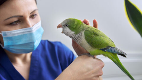 Eine junge Frau mit Mundschutz hält einen Sittich auf ihrer Hand