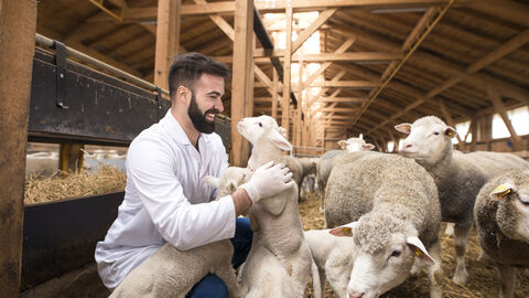 Ein Tierarzt untersucht eine Herde von Schafen und Lämmern