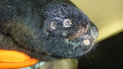 Schafpocken, Krusten auf der Nase und der Oberlippe eines Schafes