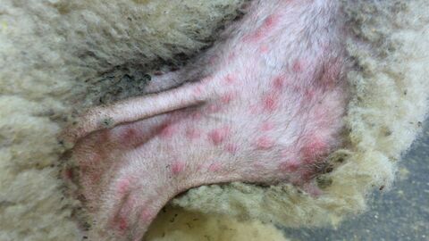 Schafpocken, Hautknoten an Ellenbogen und seitlicher Brustwand eines Schafes