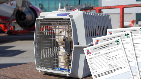 Hund in einer Transportbox an einem Flughafen, rechts unten im Bild drei Untersuchungsaufträge