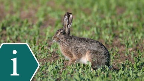 Ein Feldhase sitzt auf dem Feld