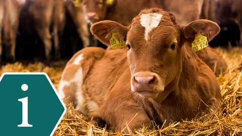 Eine braune Kuh mit Ohrstanzen liegt im Stall auf dem Stroh