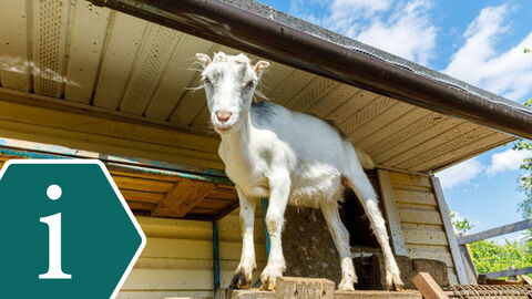 Eine kleine weiße Ziege steht auf einem Stalldach