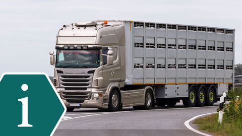 Ein Lastkraftwagen beladen mit Tieren fährt auf einer Straße