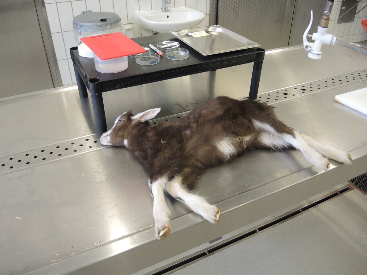 Sektion (pathologischanatomische Untersuchung) Hessisches Landeslabor