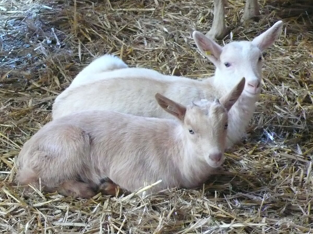 Tiergesundheitsdienste | Hessisches Landeslabor