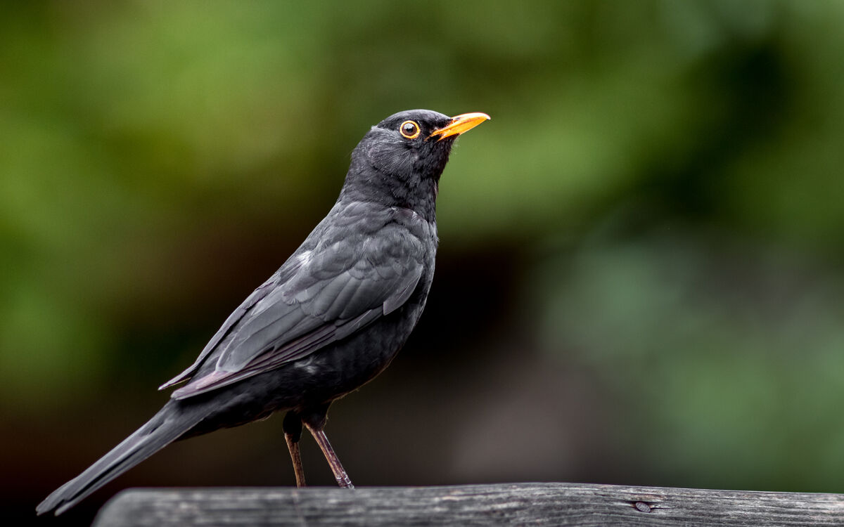 Usutu virus amsel