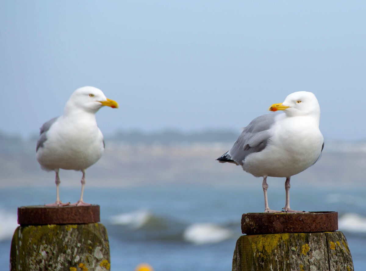 Neues zur aviären Influenza von der Epizootie zur Enzootie/Panzootie