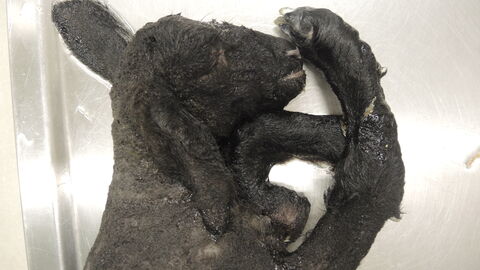 Mit Schmallenberg-Virus infiziertes totgeborenes Lamm liegt auf Untersuchungstisch